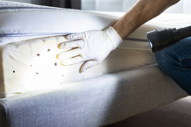 Best Wasp Removal Services  in Lido Beach, NY