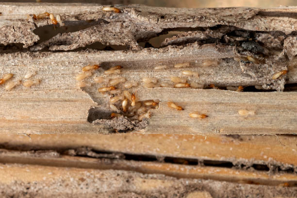 Best Residential Pest Control  in Lido Beach, NY