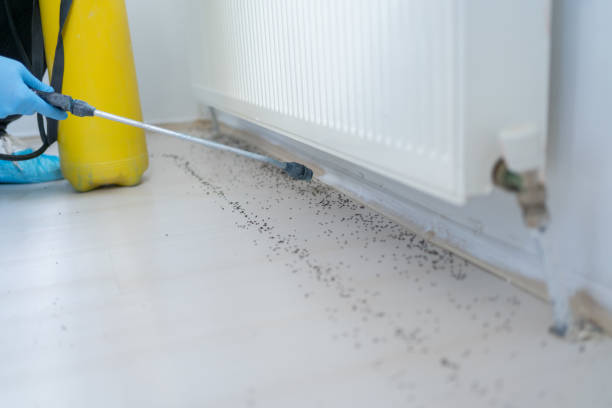 Best Termite Control Services  in Lido Beach, NY